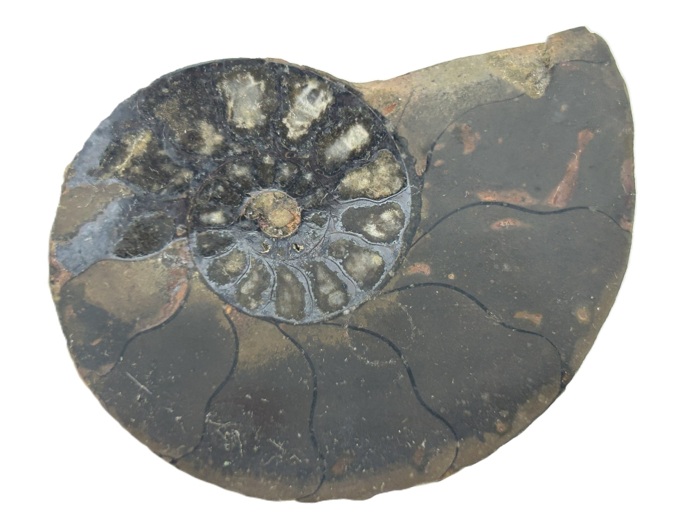 Hematised Ammonite.